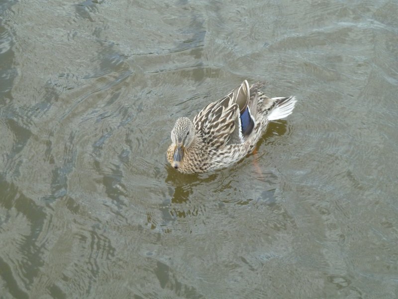 CANNE COLVERT. GIOIA BORNE